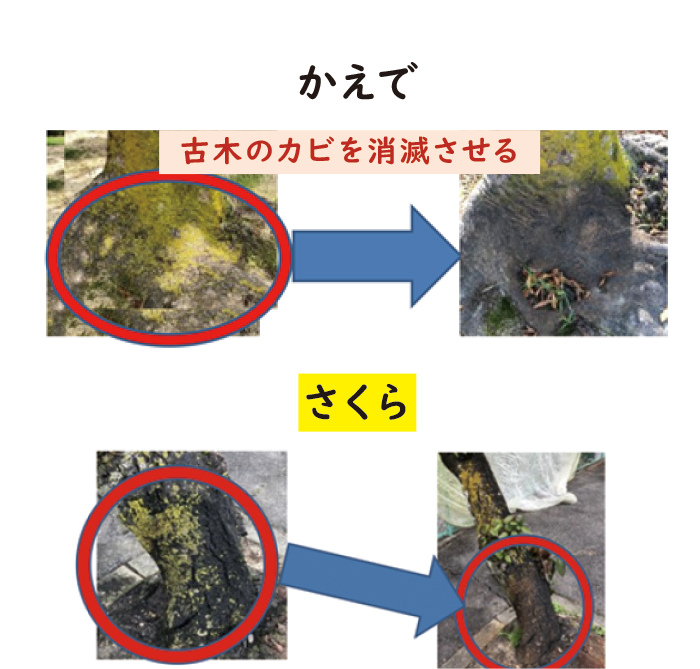 水性アイロニカの新しい機能、かえでとさくら 水性アイロニカの新しい機能、かえでとさくら